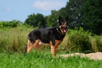 Deutscher Schäferhund Rüde