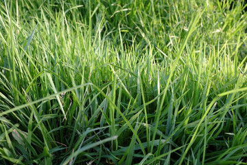 Green grass in the garden