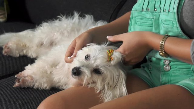 Pets, animals and hygiene. Woman holding small dog and cleaning its ears. The girls sits on sofa with her maltese dog laying on legs. Medium shot