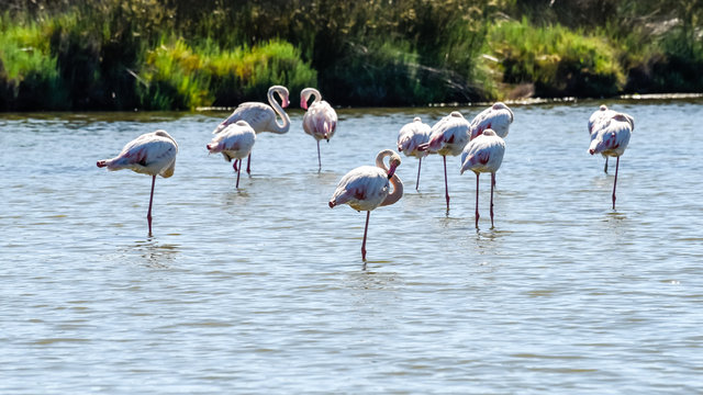 Flamingos in der Camargue