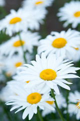 Daisies summer flowers close-up
