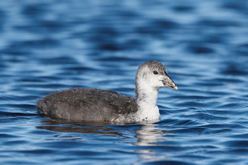 Eurasian coot (Fulica atra)