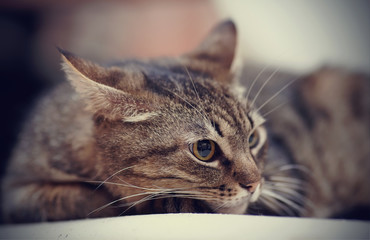 Portrait of an angry striped cat