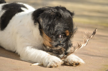 Jack Russell Welpe spielt mit Feder