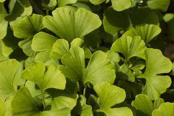Ginkgo biloba green leaves