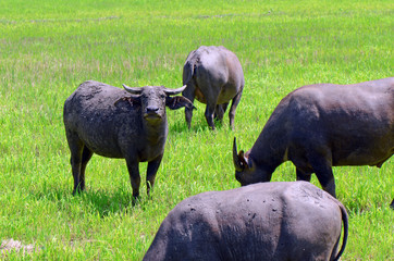 Asian buffalos (Bubalus bubalis) in opened farmland.