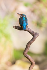 Eisvogel