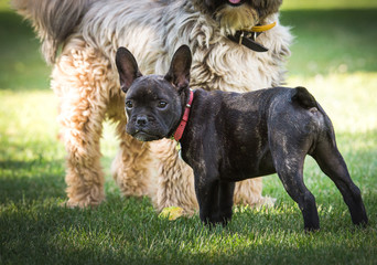 French bulldog and tibetan terrier