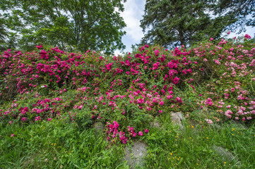 landscapes of pink wild roses