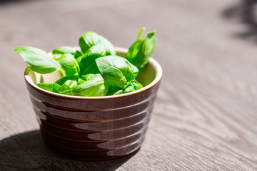 Healthy Green Basil in a Small Brown Plate on Wooden Table with Sunlights