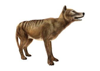 3D Rendering Thylacine on White
