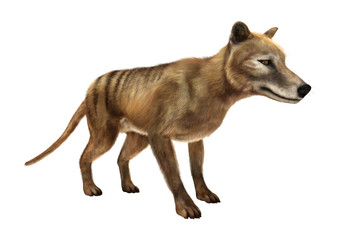3D Rendering Thylacine on White