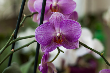 Fototapeta na wymiar several orchid flowers