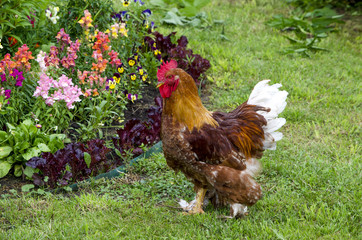 Poultry rooster thoroughbred motley beautiful
