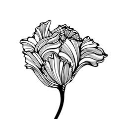 Head Of Tulip Engraving Style