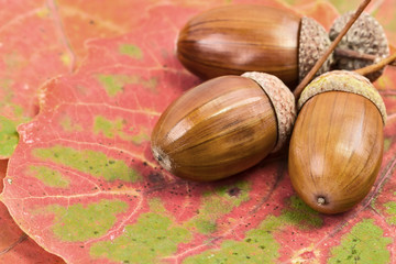 Oak acorns and leaves on the table