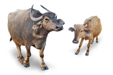 Isolated buffalo and calf - agriculture in Goa