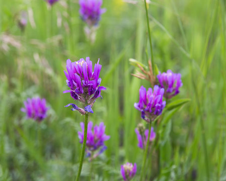 blooming clover on blurred background of green grass