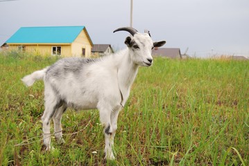 young goat grazing in nature