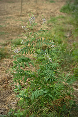 Galega officinalis