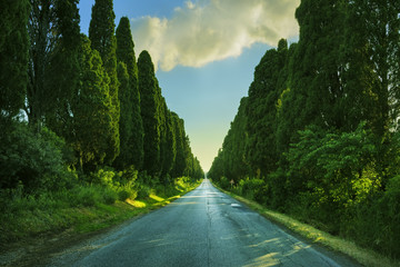 Bolgheri famous cypresses tree straight boulevard on backlight s