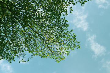 Obraz premium leaves on blue sky