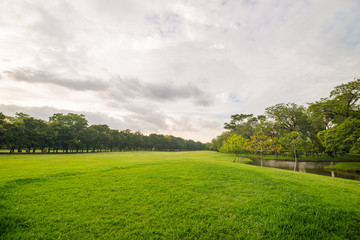 Fototapeta na wymiar Green grass meadow field on public central park with tree cloud