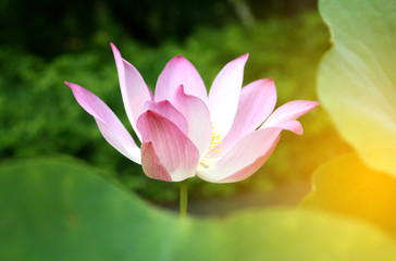 Obraz premium Lotus flower and Lotus flower plants with burst light