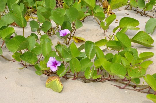 Ipomoea Pes-caprae Aka Beach Morning Glory On A Tropical Beach In Queensland Australia