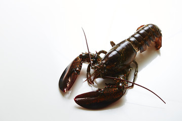 Lobster 