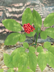 オタネニンジン