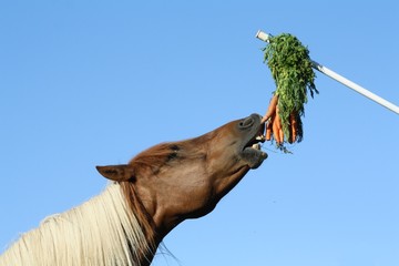 Ponette qui veut ses carottes