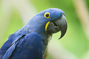 Macaw