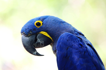 Obraz na płótnie Canvas Macaw