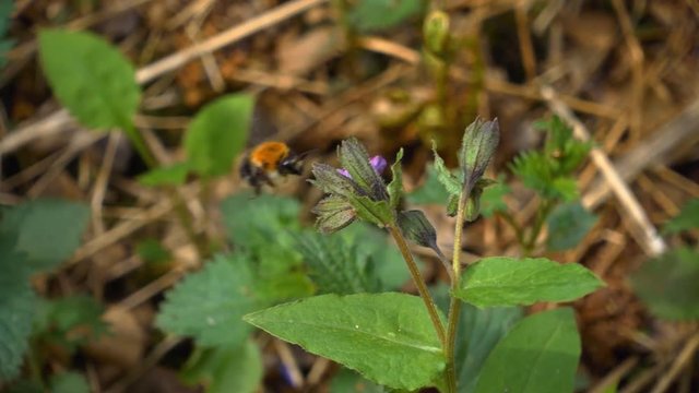 Bumblebee takes off from the flower and fly to the next. Slow motion, high speed camera, 250fps