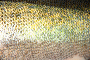 Zander scales close up