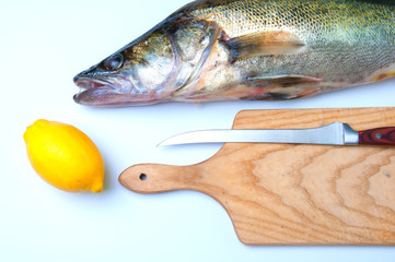 Zander ready to be cooked on white background