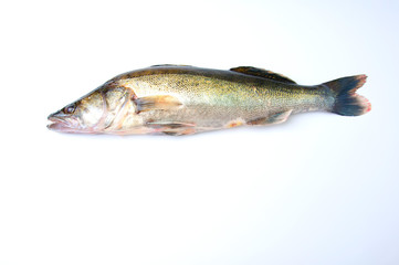Zander on white background
