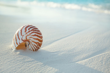 skorupa nautilus na białym piasku plaży, przed falami morskimi - 116185749