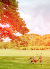 Obraz premium Lawn in garden with an old tree with burst light