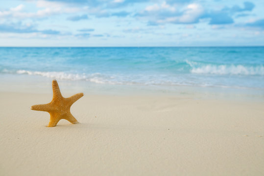 starfish on golden sand beach with waves in  soft sunset light