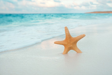 Fototapeta na wymiar starfish on golden sand beach with waves in soft sunset light