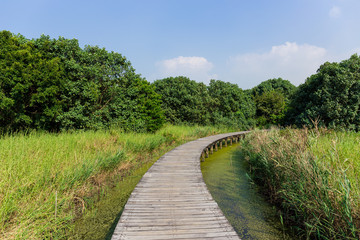 Wetland