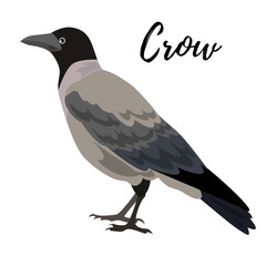 Obraz premium Isolated gray crow bird on a white background, vector illustration, hand drawn