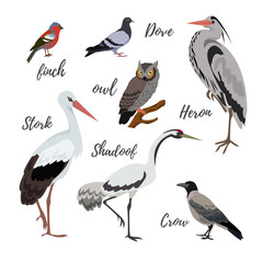 Set of vector bird icons. Colorful realistic birds. Owl and pigeon, shadoof and crow, finch and stork