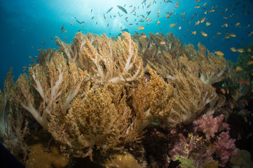 Fototapeta na wymiar Brown Soft corals