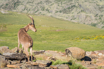 Alpine ibex (Capra pyrenaica) on the summit of the mountain