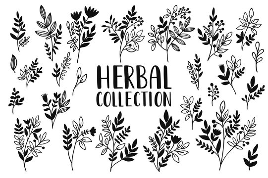 Herbs and twigss set. Vector illustration