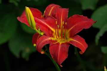 Hémérocalle rouge au printemps, parc floral Paris