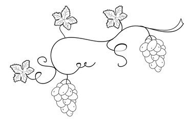 Vines with berries and leaves in vintage style